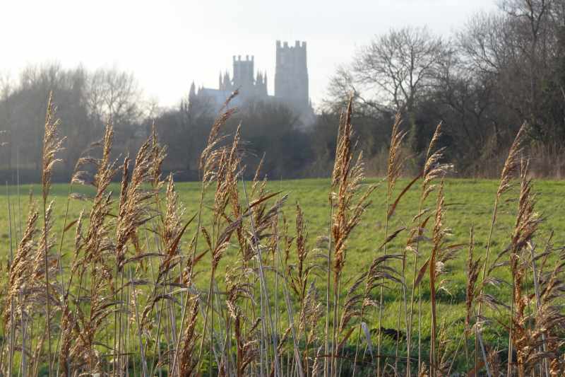 Cathedral behind trees with reeds in the foreground