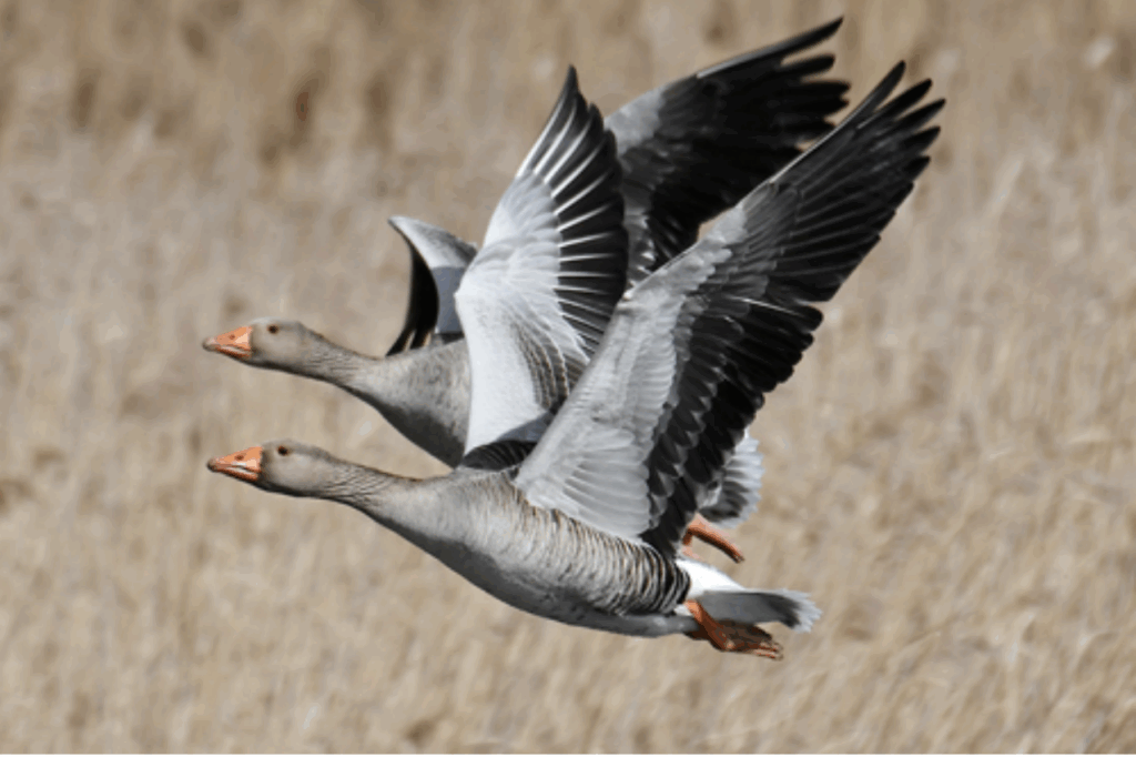 Two Greylag Geese in flight, orange beaks to left, grey-white-black wings