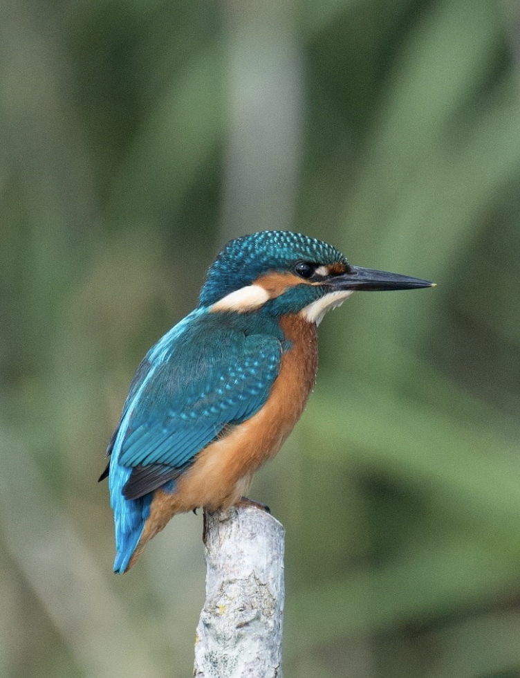 Blue and brown Kingfisher bird sitting on a post, beak to right